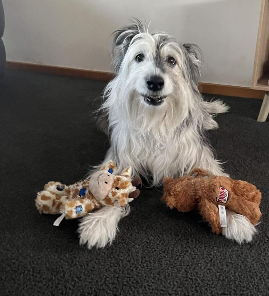 Quality of Life Consultations | The Rainbow Bridge Vet