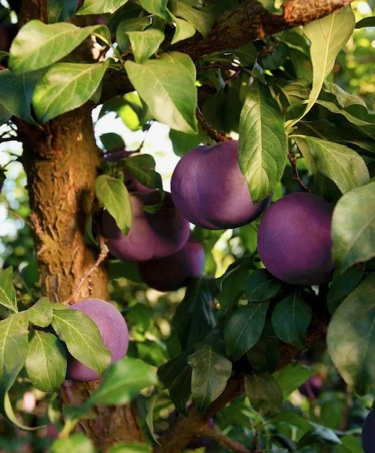 Plum 2.jpg