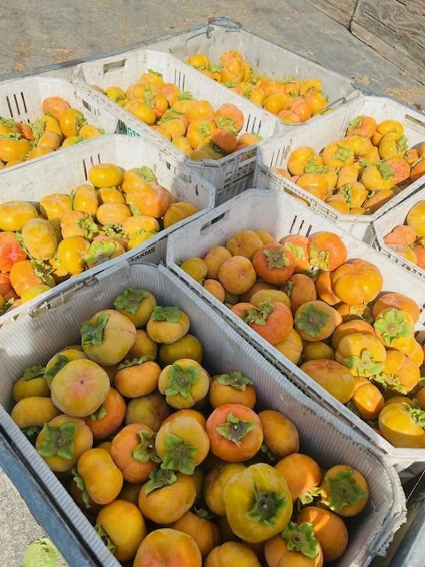 persimmons.jpeg