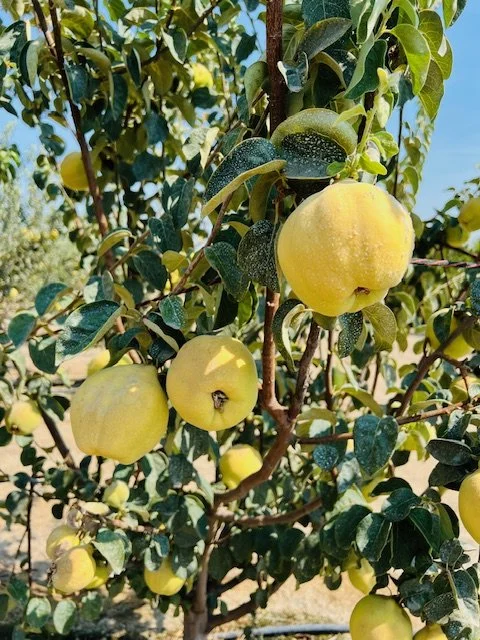 quince.jpeg