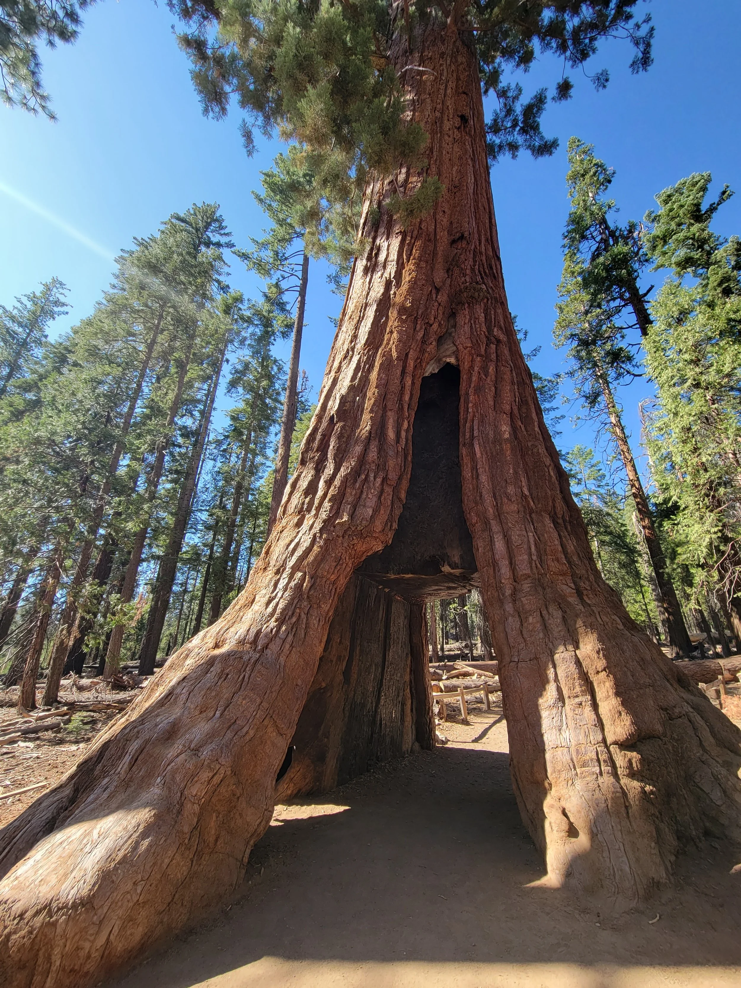 Tunnel Tree in Mariposa Grove of Giant Sequoias