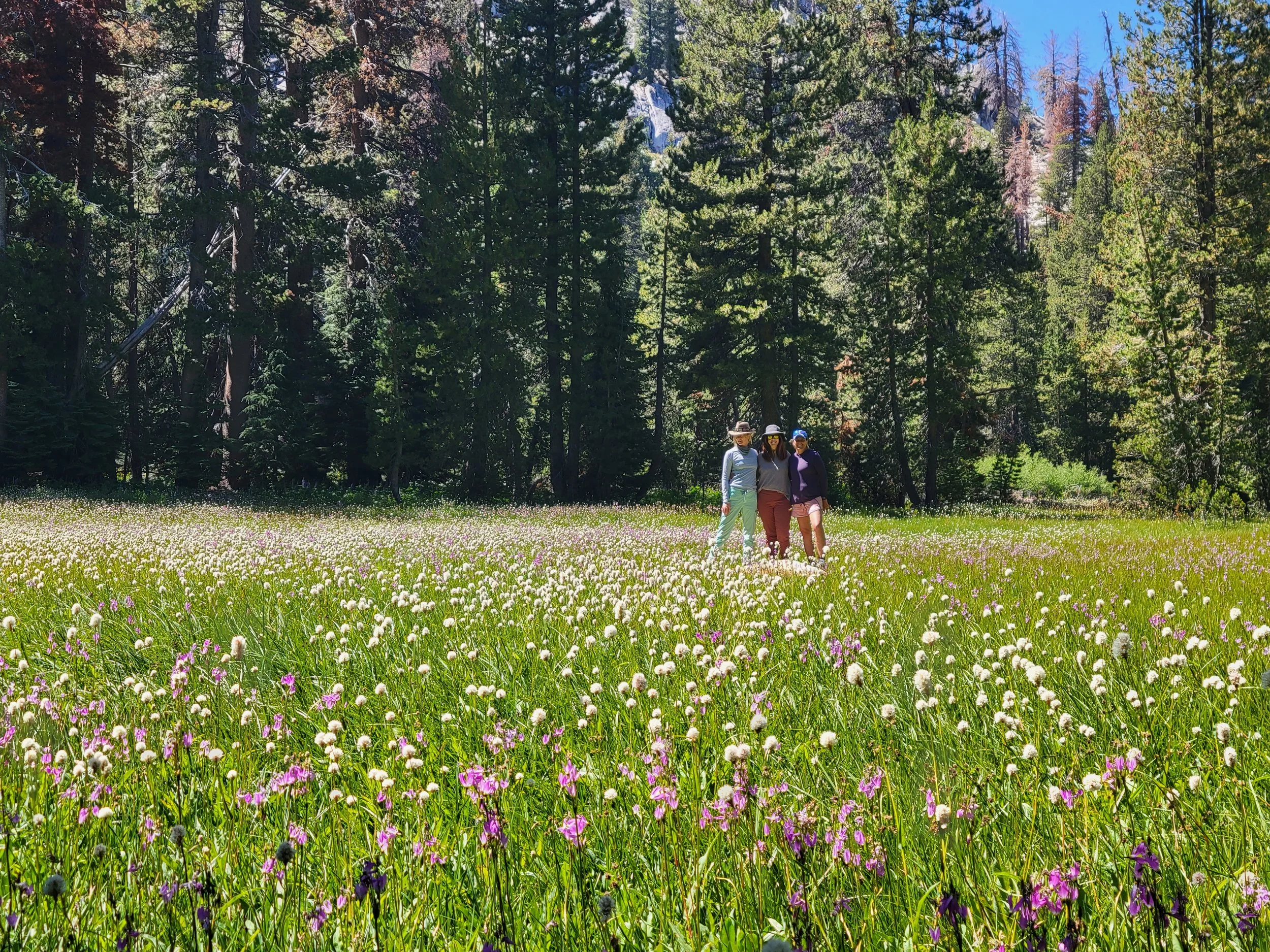 Flower meadow AnT.jpg