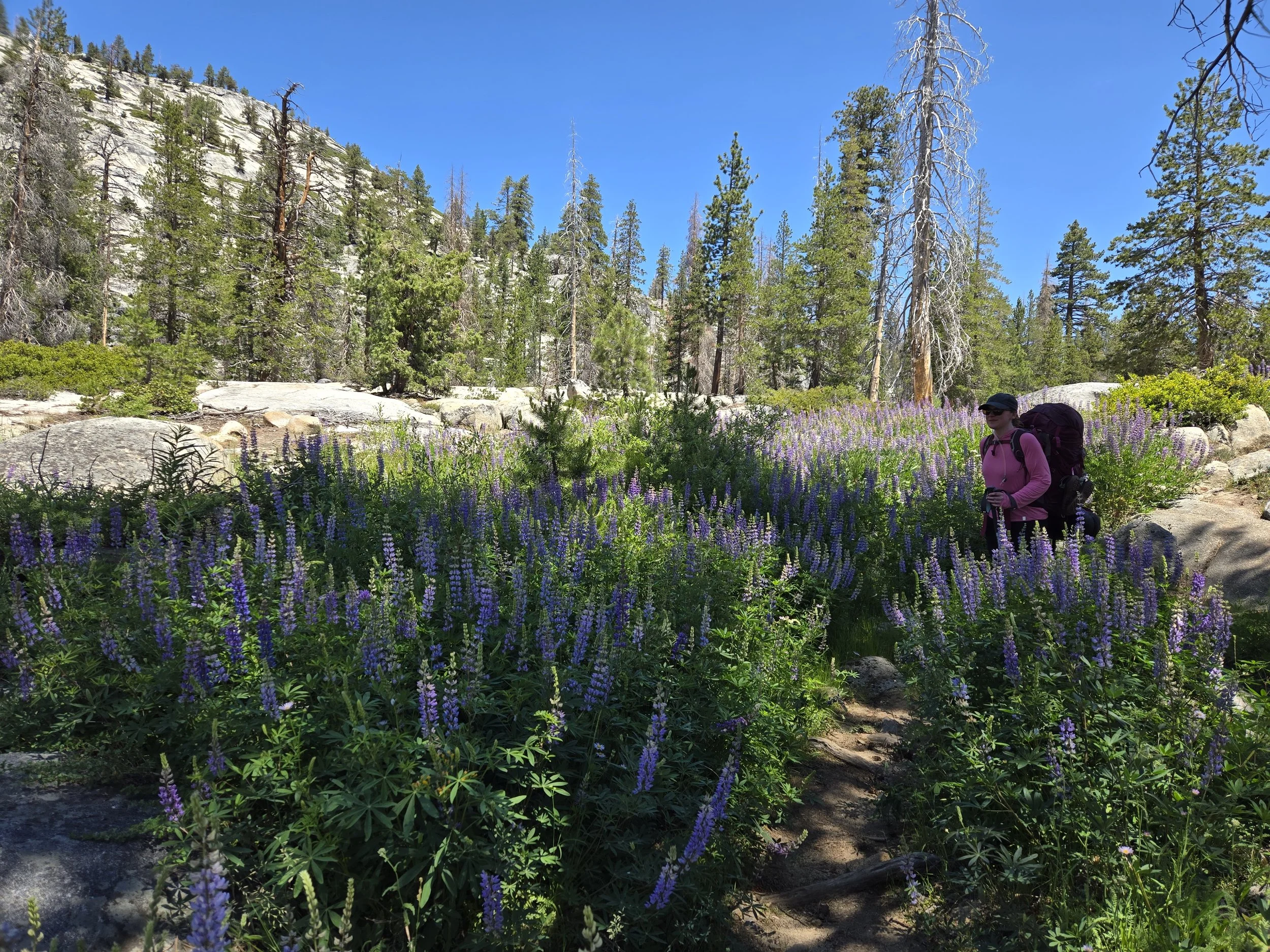 Ten Lakes basin explorer backpacking trip in yosemite