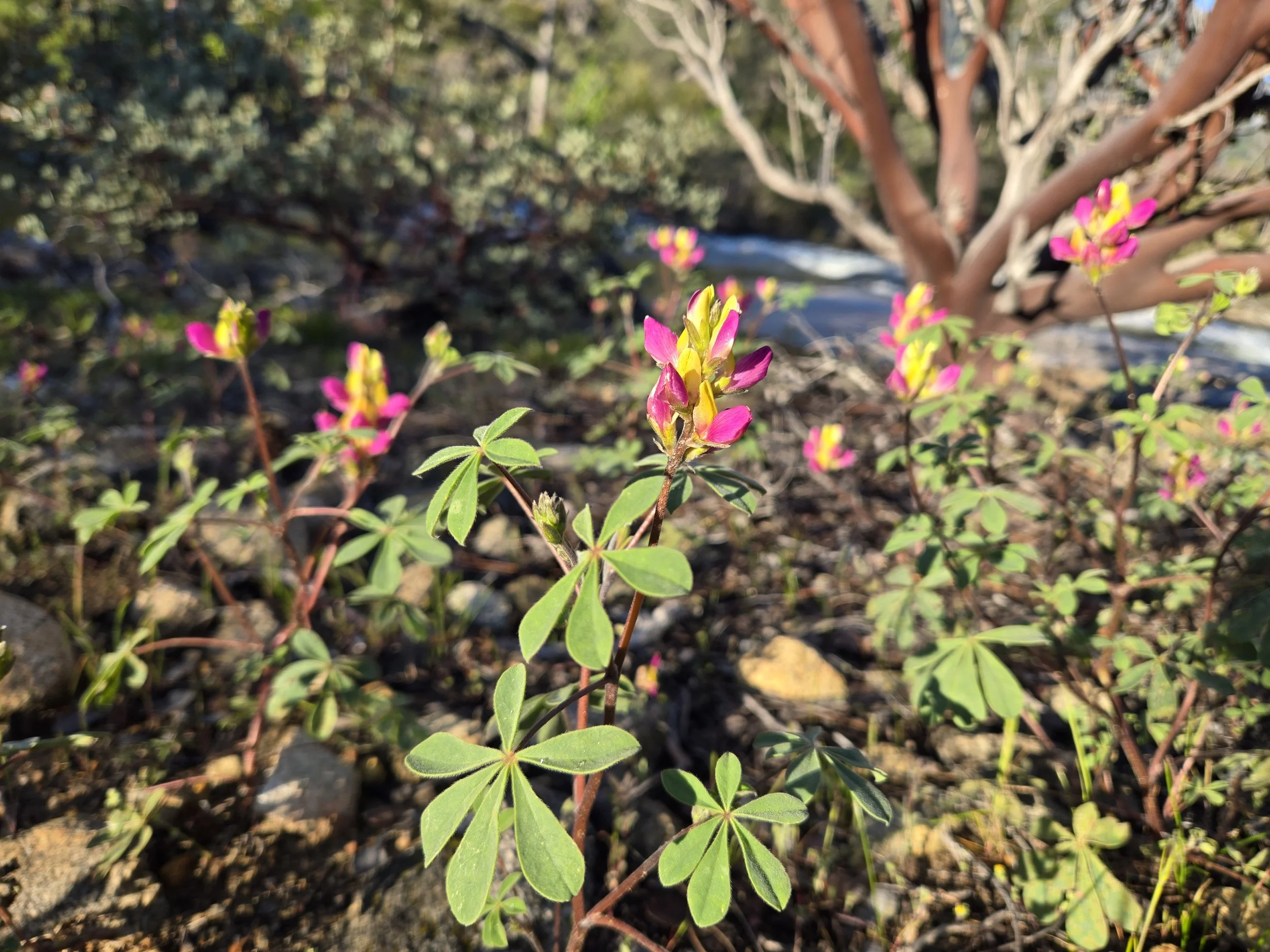 Harlequin Lupines