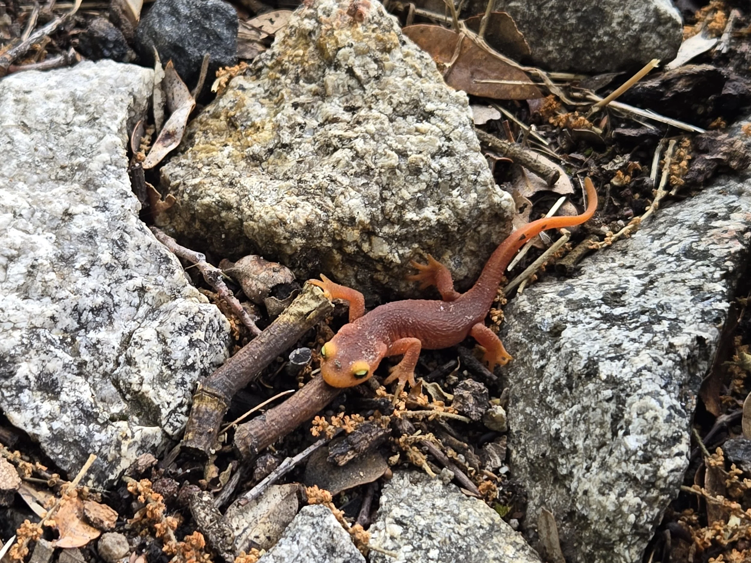 A Sierra Newt 