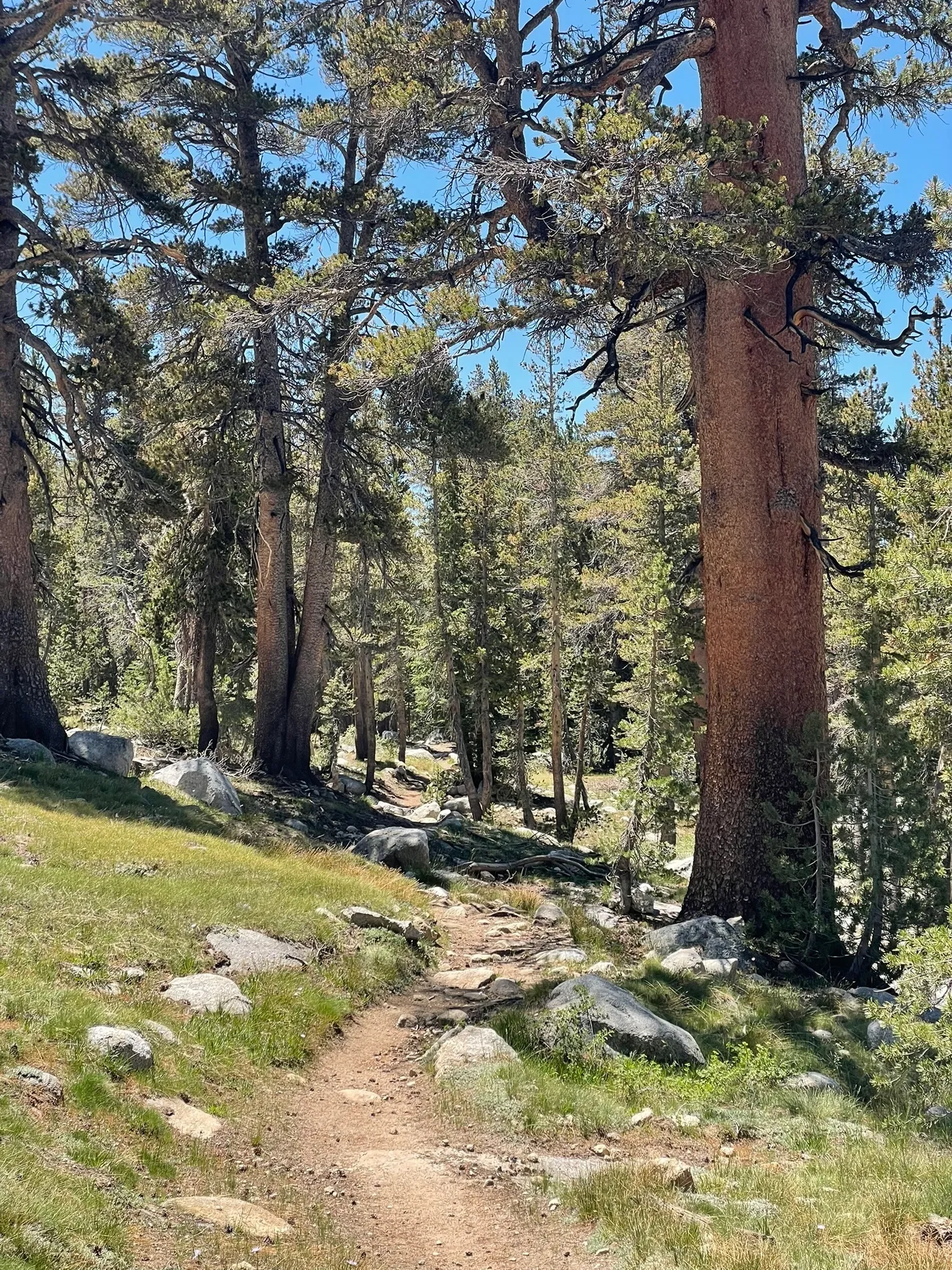 Ireland Lake wooded trail all trails image.webp