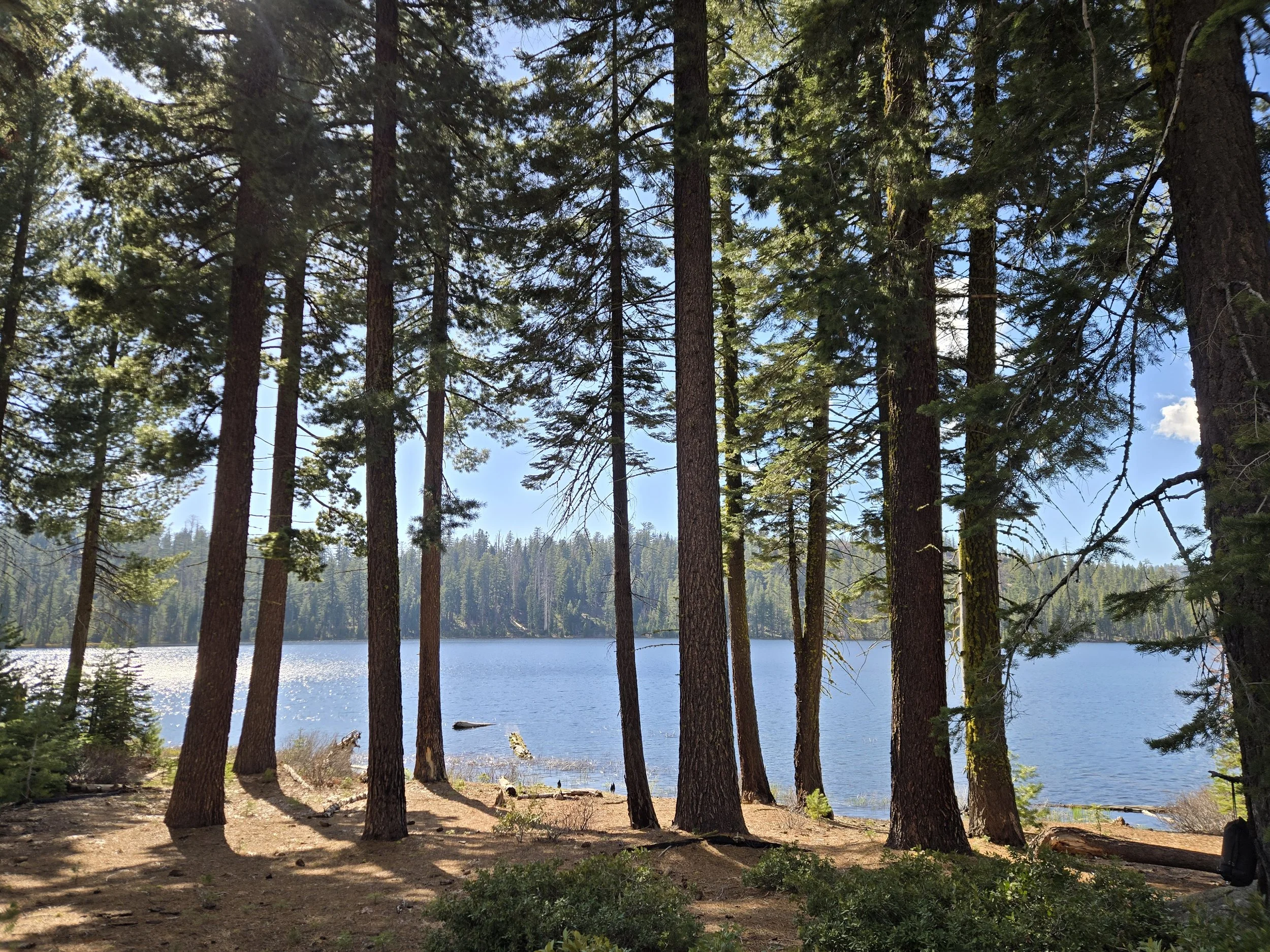 A forest by a lake with tall pine trees, blue sky, and sunlight reflecting on the water.