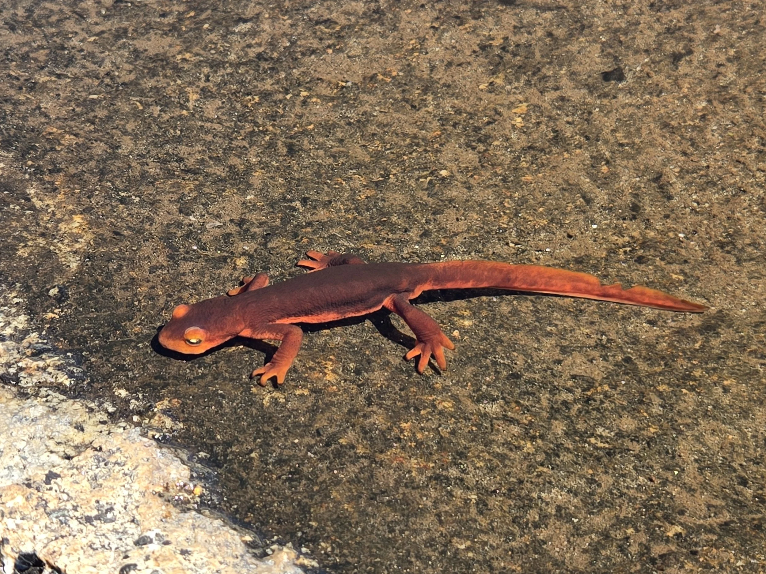 That is a Sierra Newt