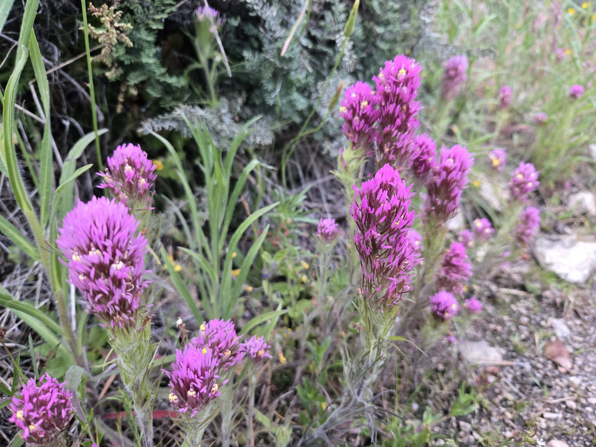 Purple Owls Clover