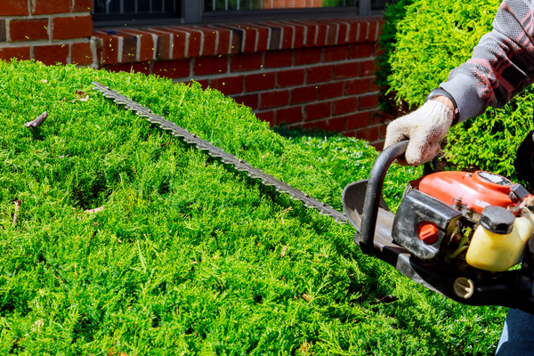 Person trimming a bush with a hedge trimmer outside house.