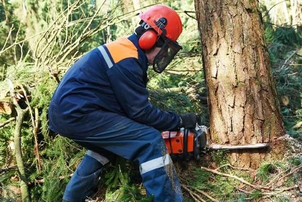 A worker in safety gear operating a chainsaw to cut down a tree in a forested area.