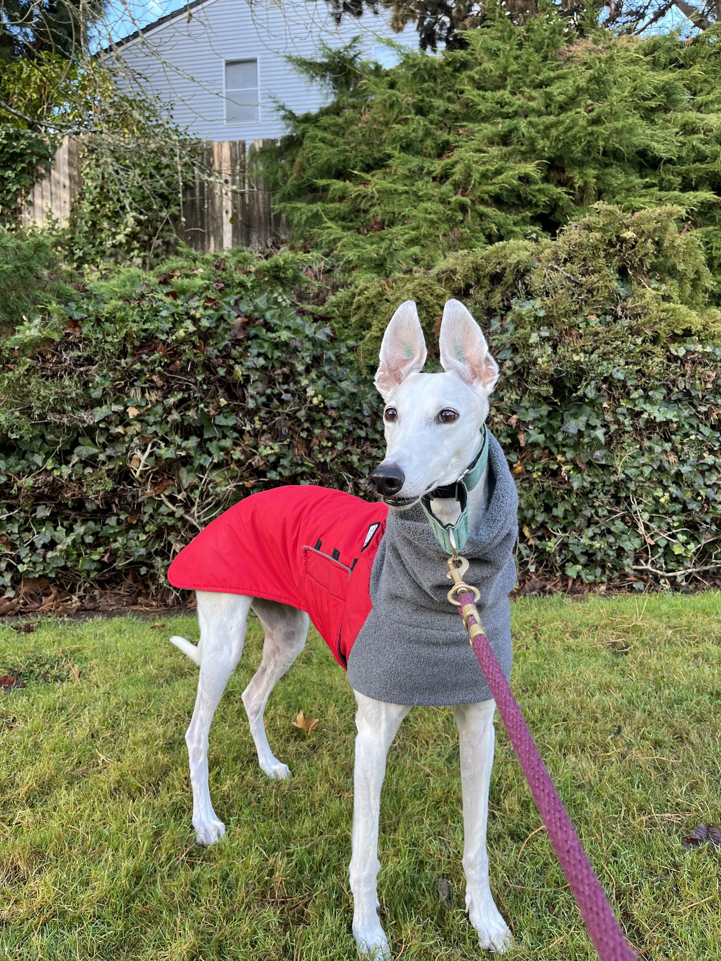 Greyhound. Dog. Pets. Dog lover. Greyhound club. Mental health support.