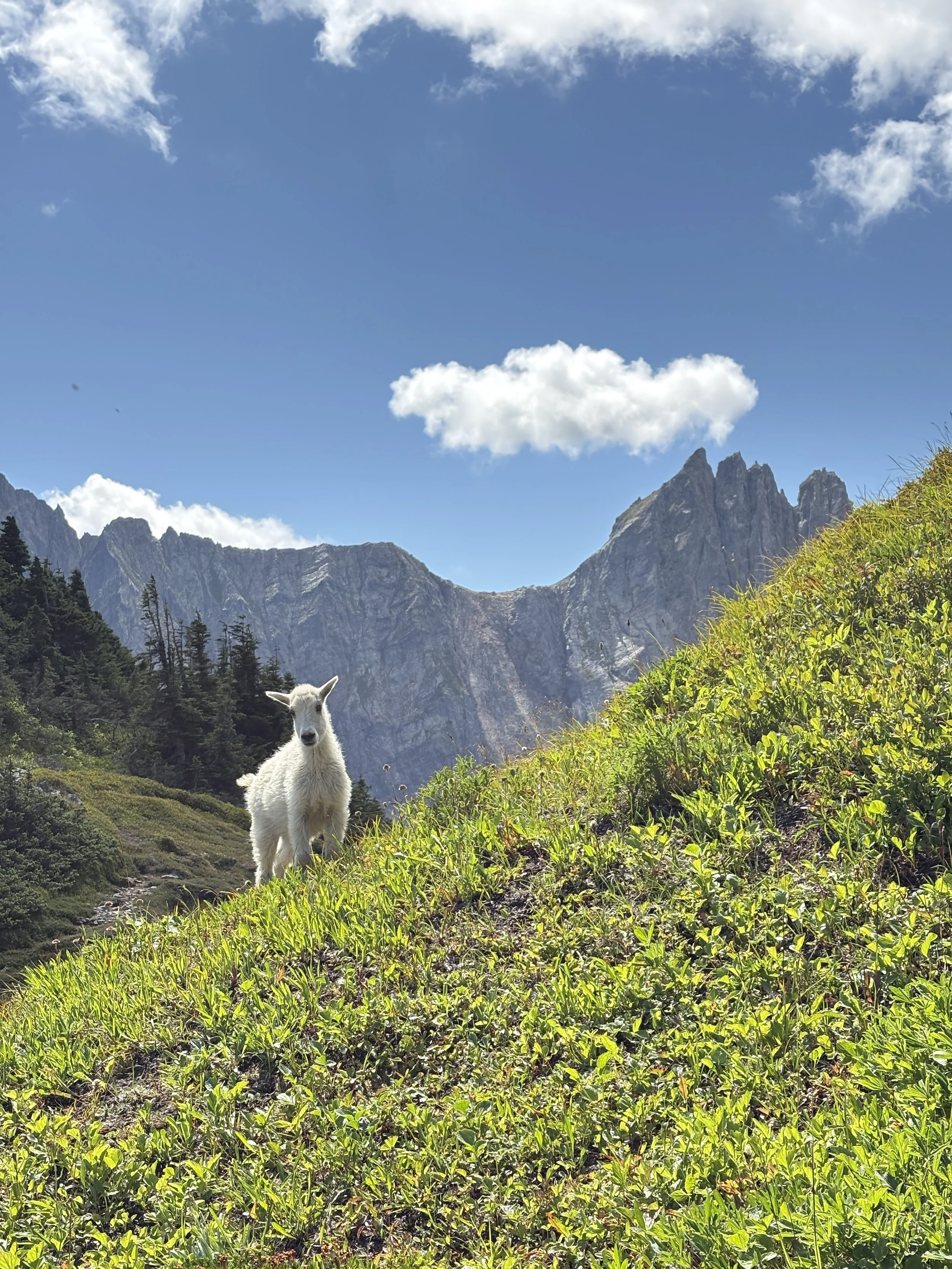 a baby mountain goat in northcascades, WA. Happy mountain goat. Nature therapy.