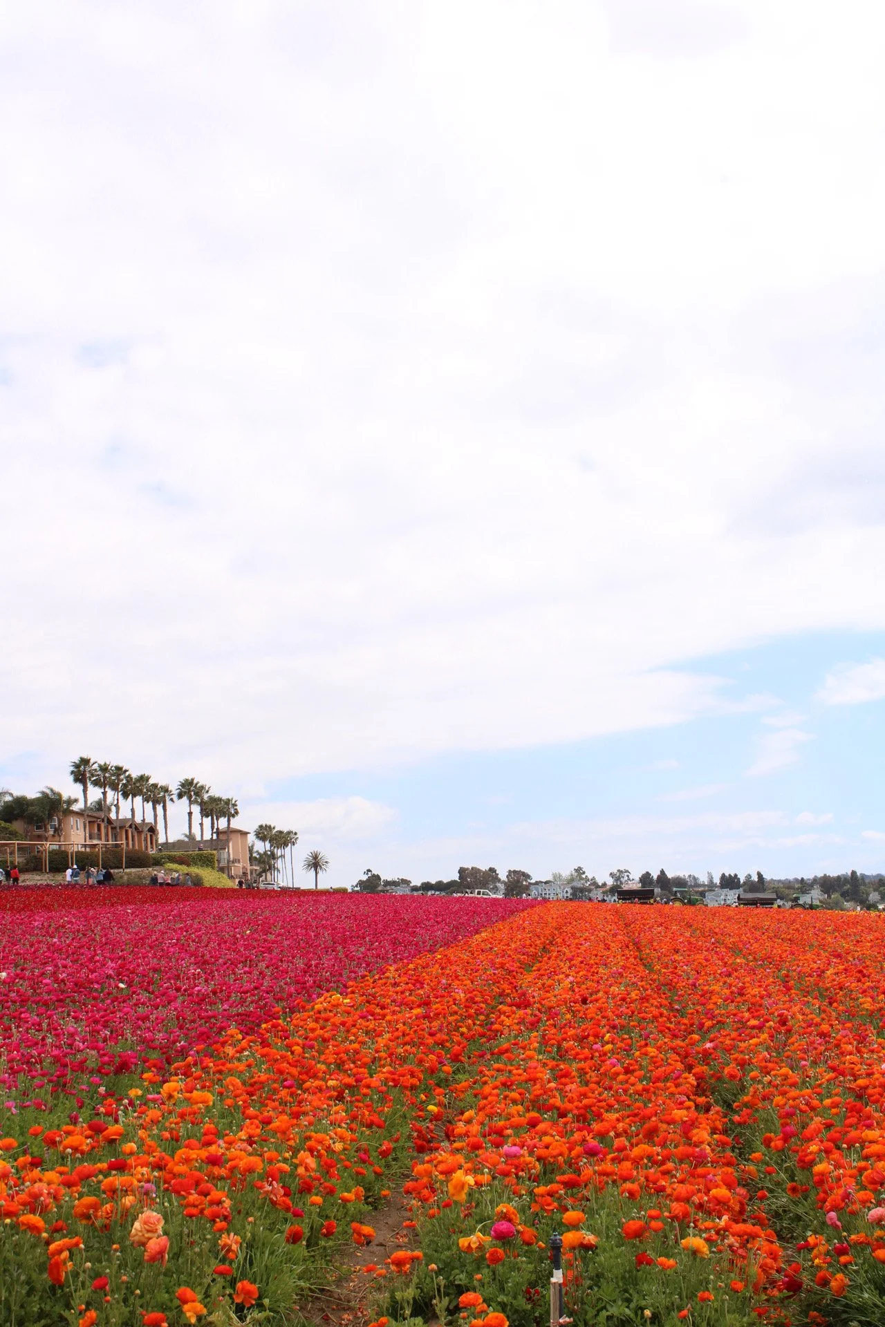 Carlsbad Flower Fields, CA