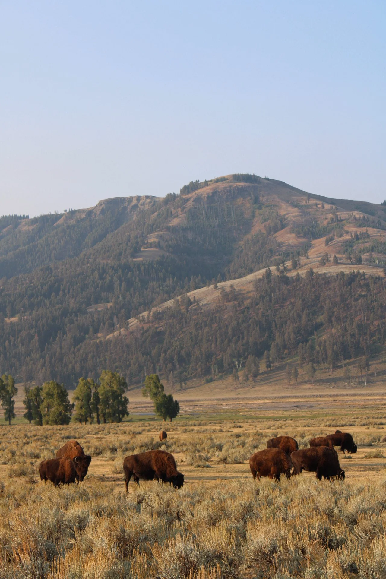 Yellowstone National Park, WY