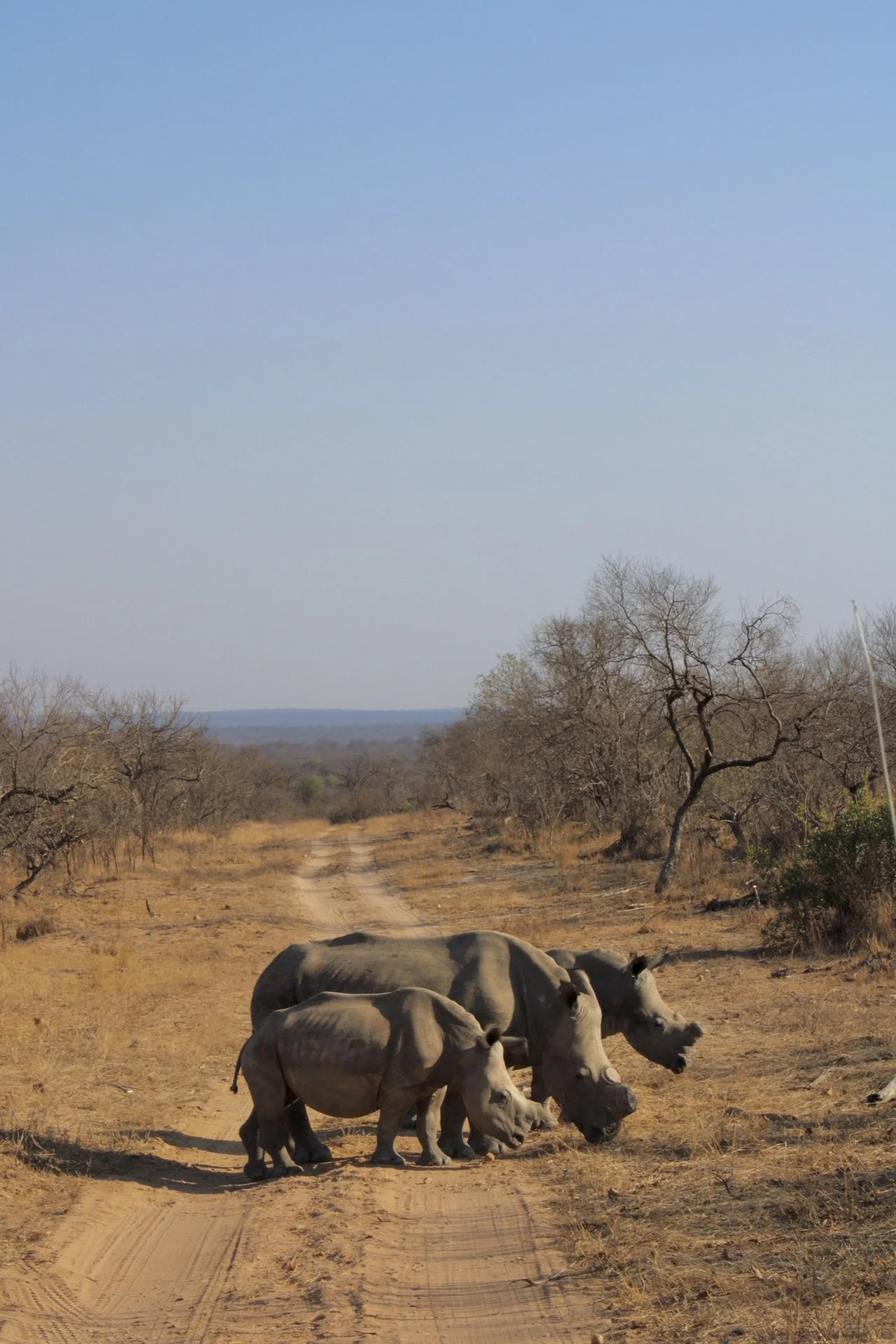Greater Kruger Region, S. Africa