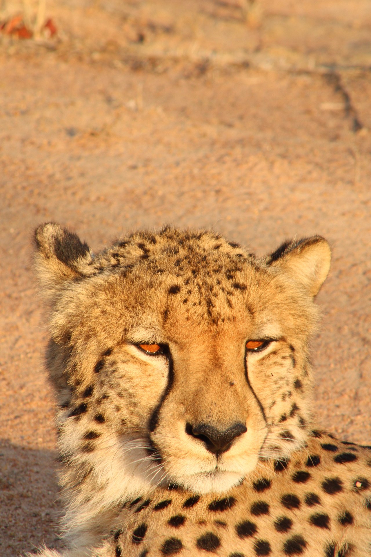 Greater Kruger Region, S. Africa