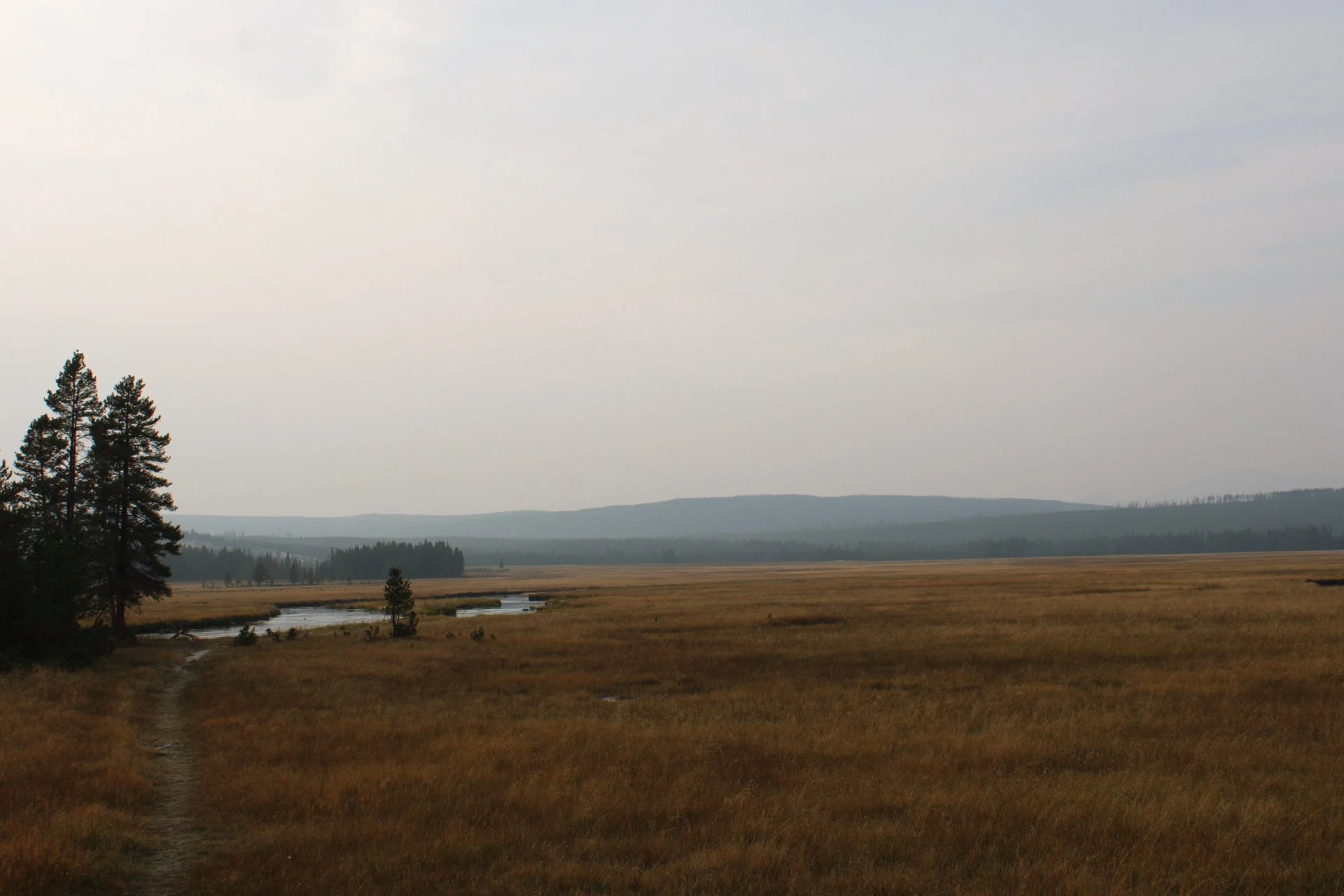 Gibbons Meadows, Yellowstone National Park, WY