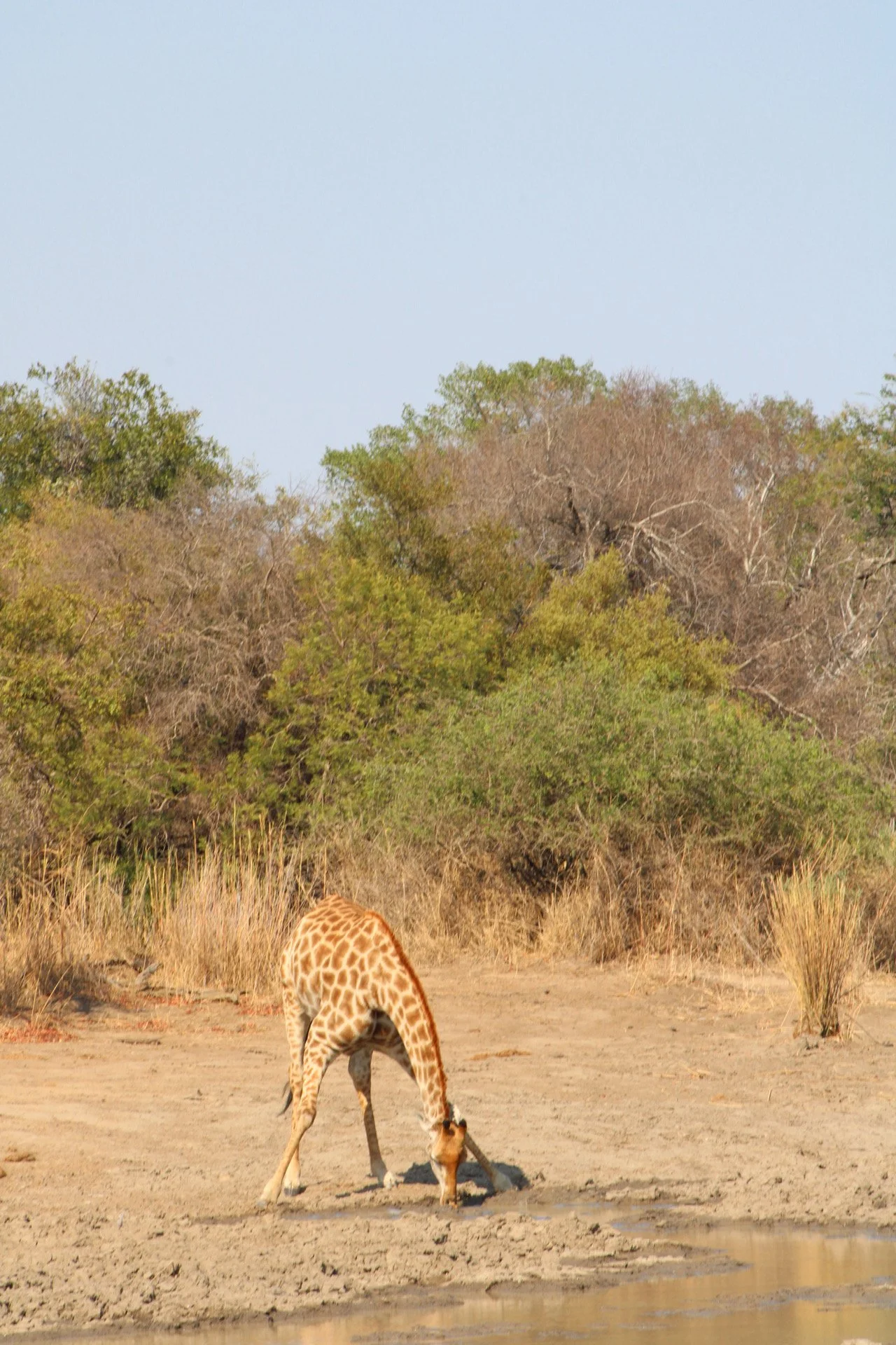 Greater Kruger Region, S. Africa