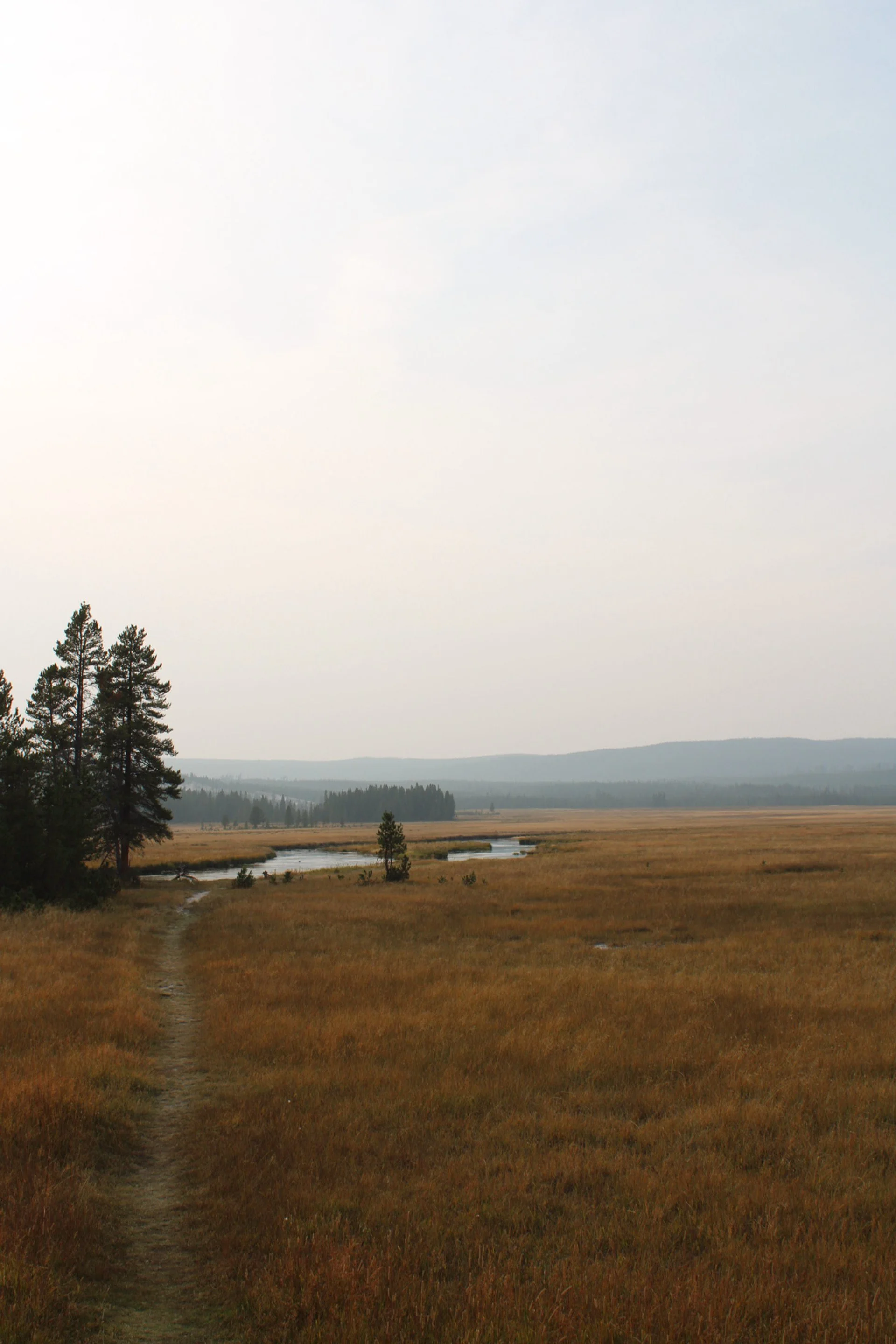 A landscape view in Yellowstone National Park of a grassy plain with a narrow dirt path leading to the horizon, a small stream, clusters of tall pine trees, distant hills, and a large, overcast sky.