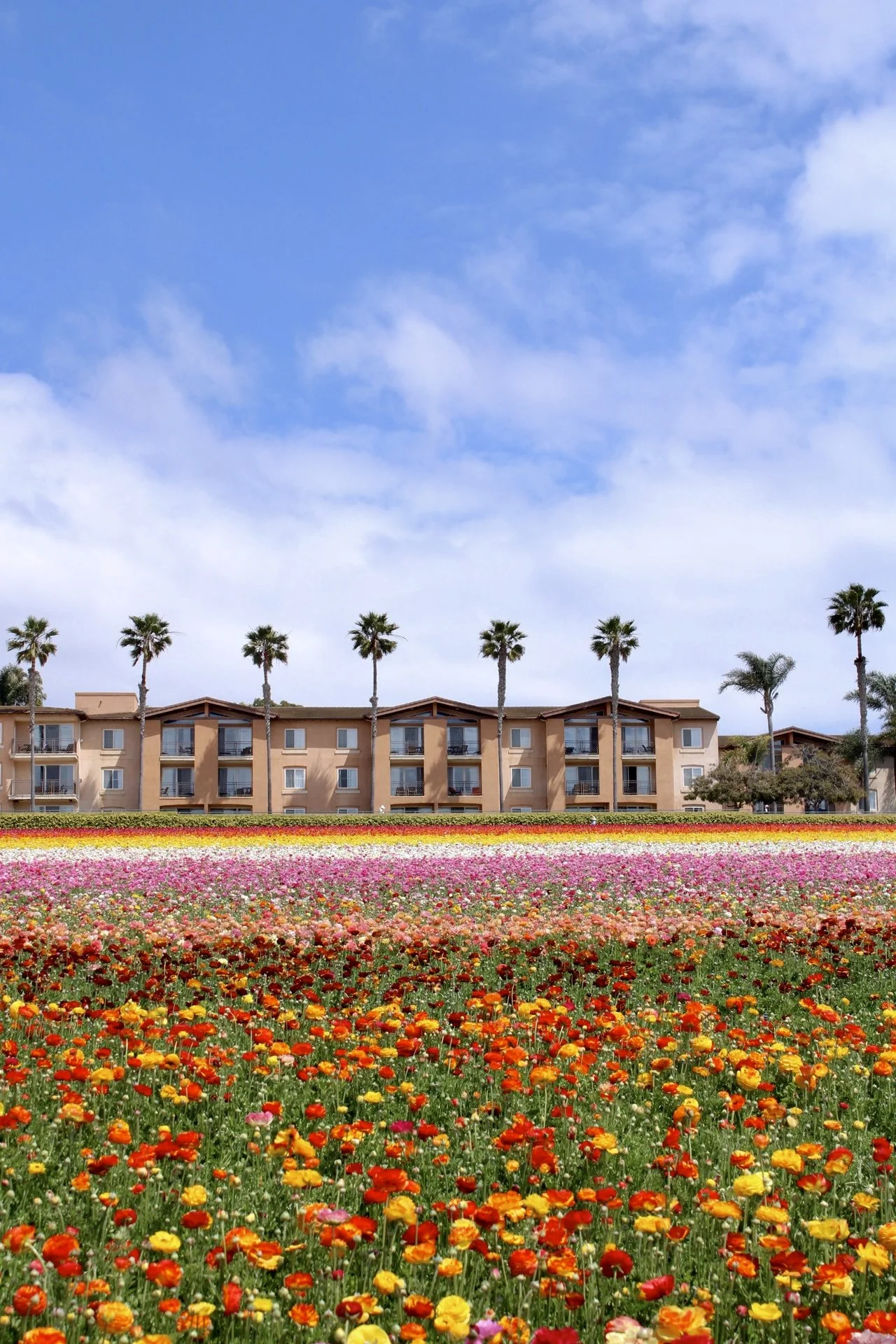 Carlsbad Flower Fields, CA