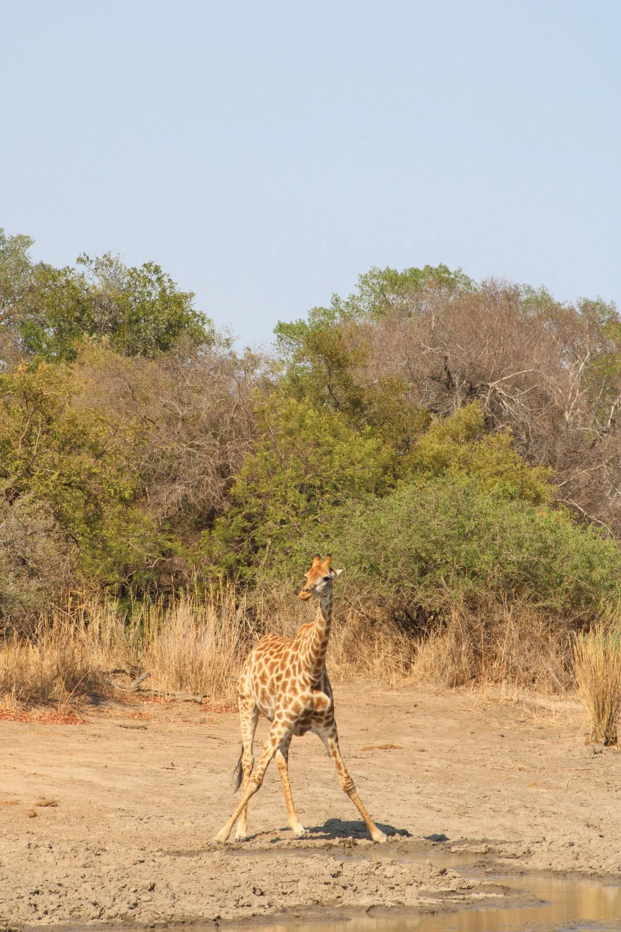 Greater Kruger Region, S. Africa