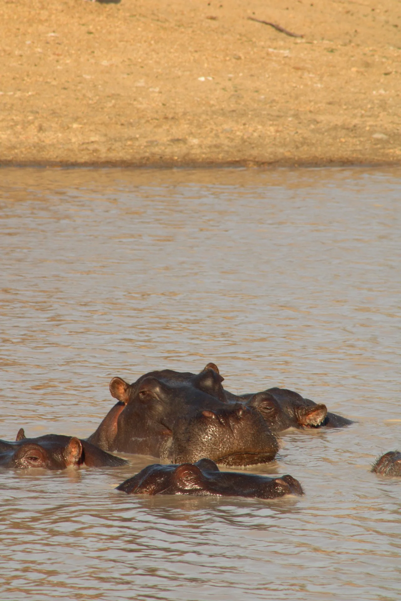 Greater Kruger Region, S. Africa