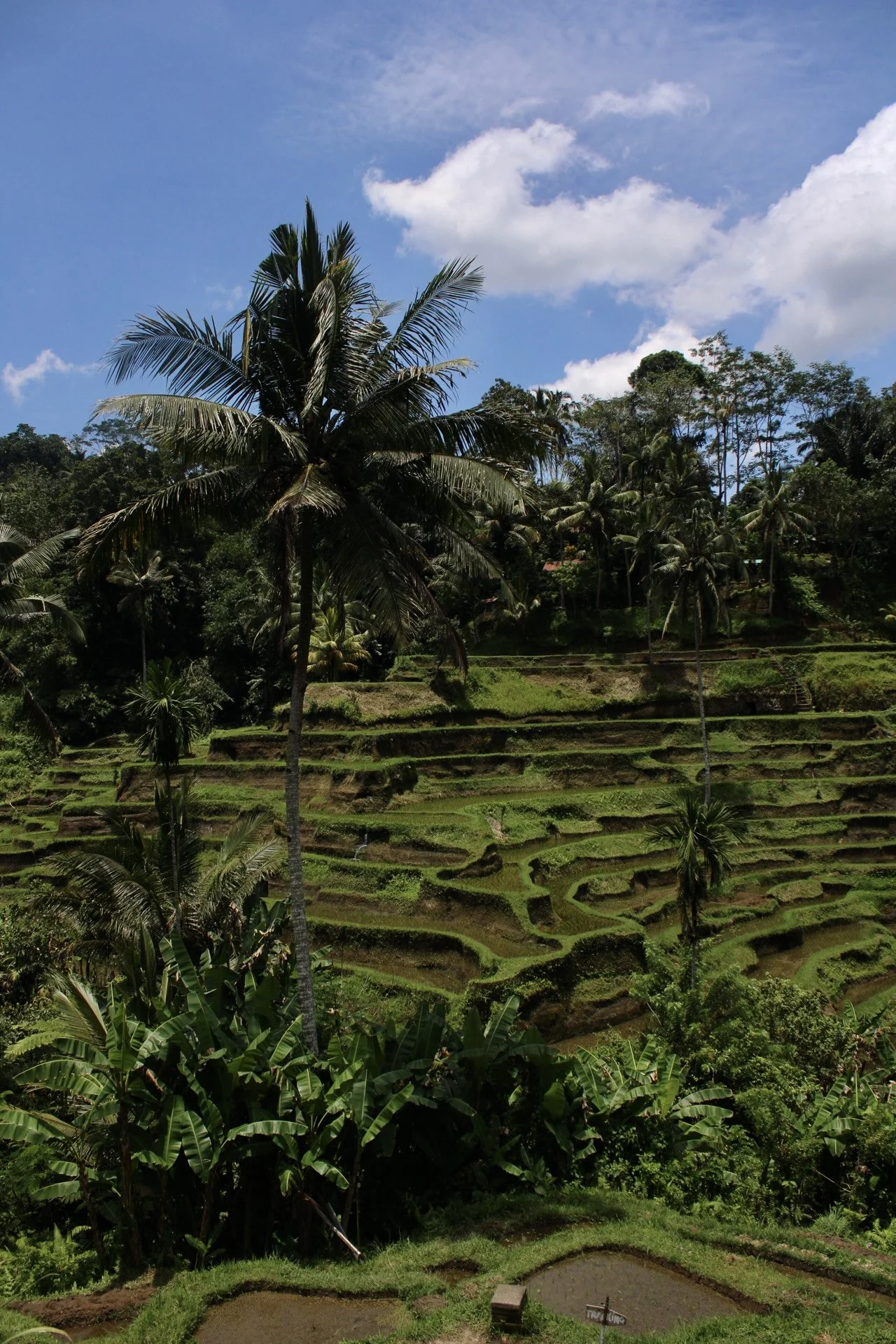Tegallalang Rice Terrace, Bali, Indonesia