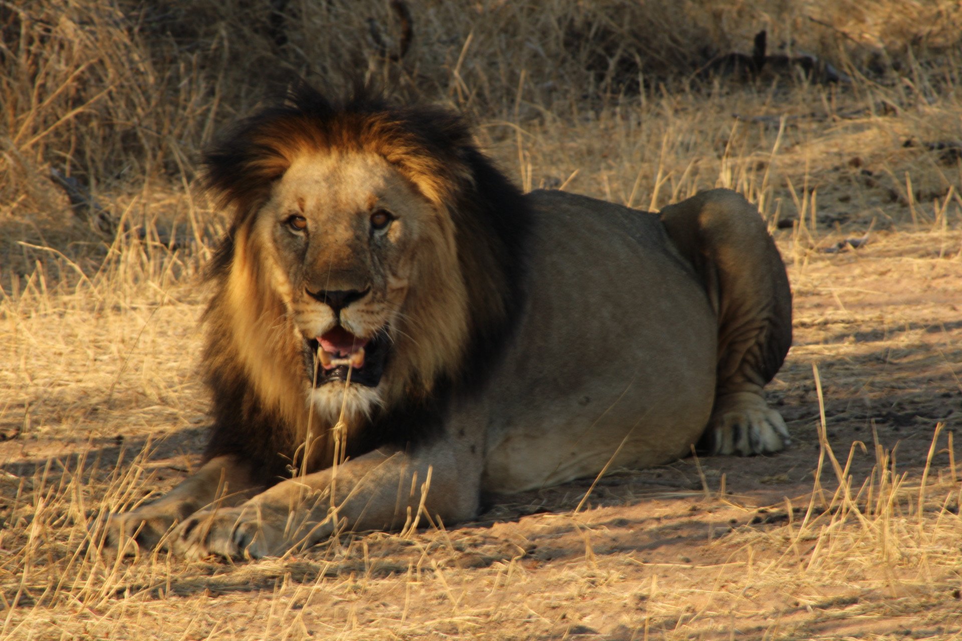 Greater Kruger Region, S. Africa