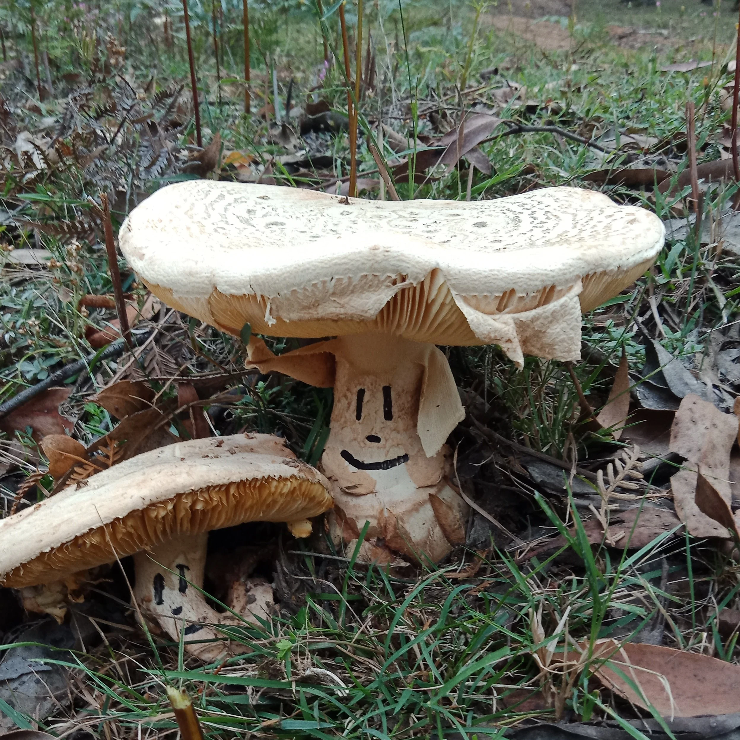 IMG_20220421_223026_011 - Copy (2).jpg