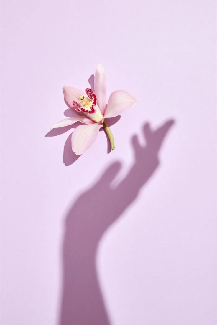A pink orchid flower with a shadow of a hand reaching towards it on a pink background.
