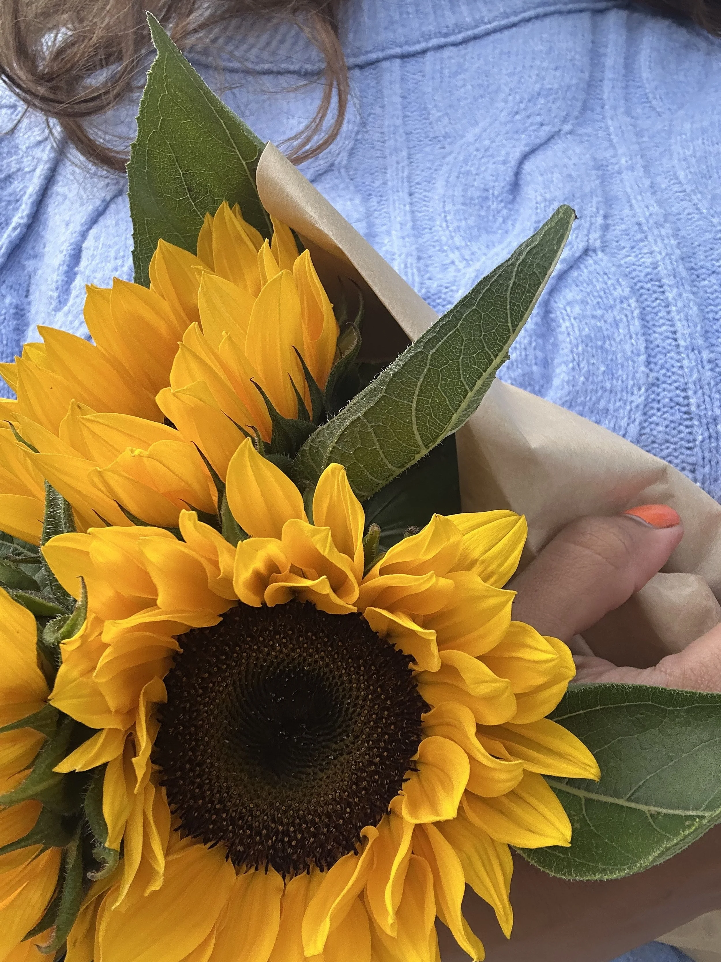 A person holding a bouquet of sunflowers wrapped in paper, with visible green leaves and a blue garment.