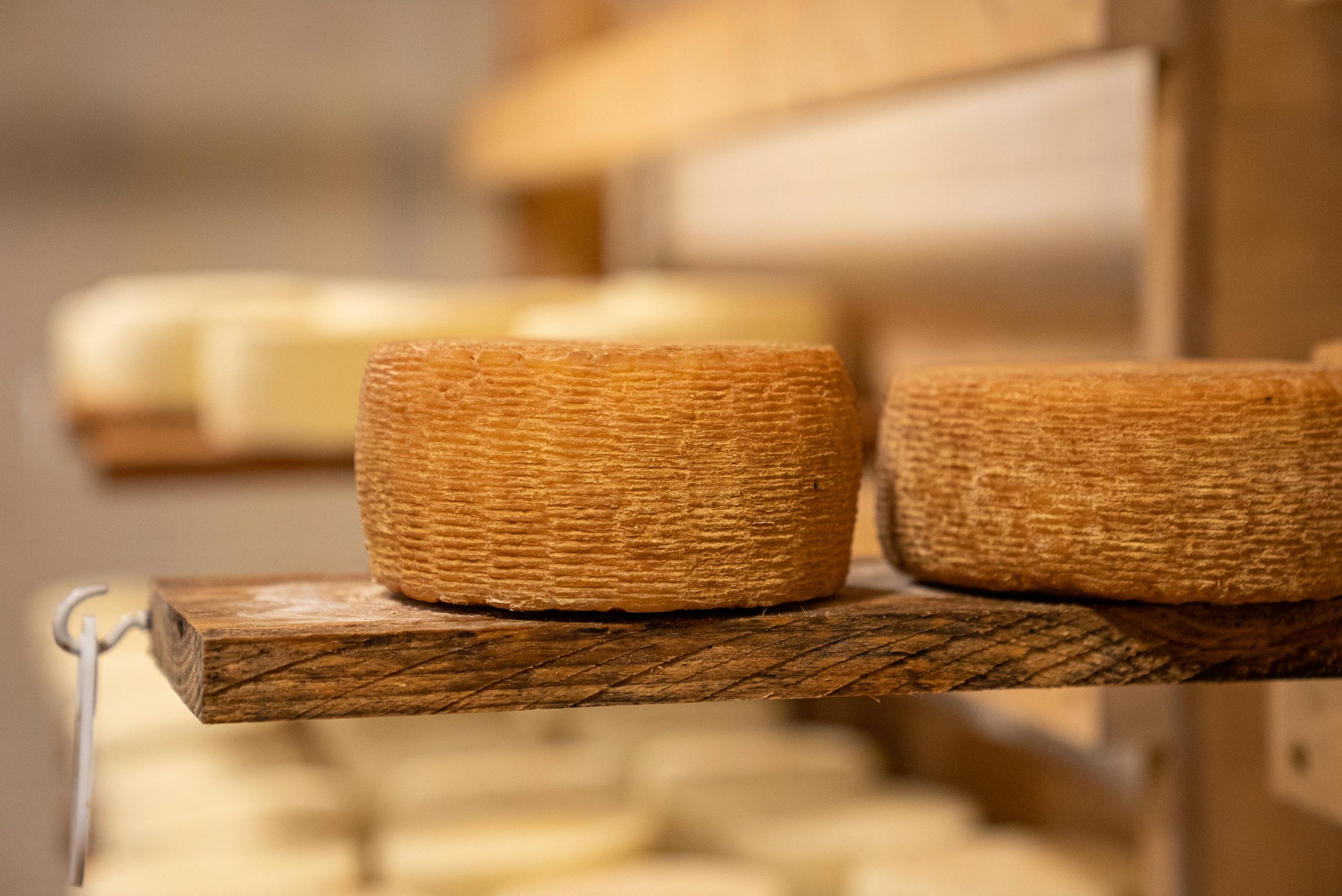 A man holding a large wheel of cheese in a cheese storage room with shelves of cheese wheels on both sides.