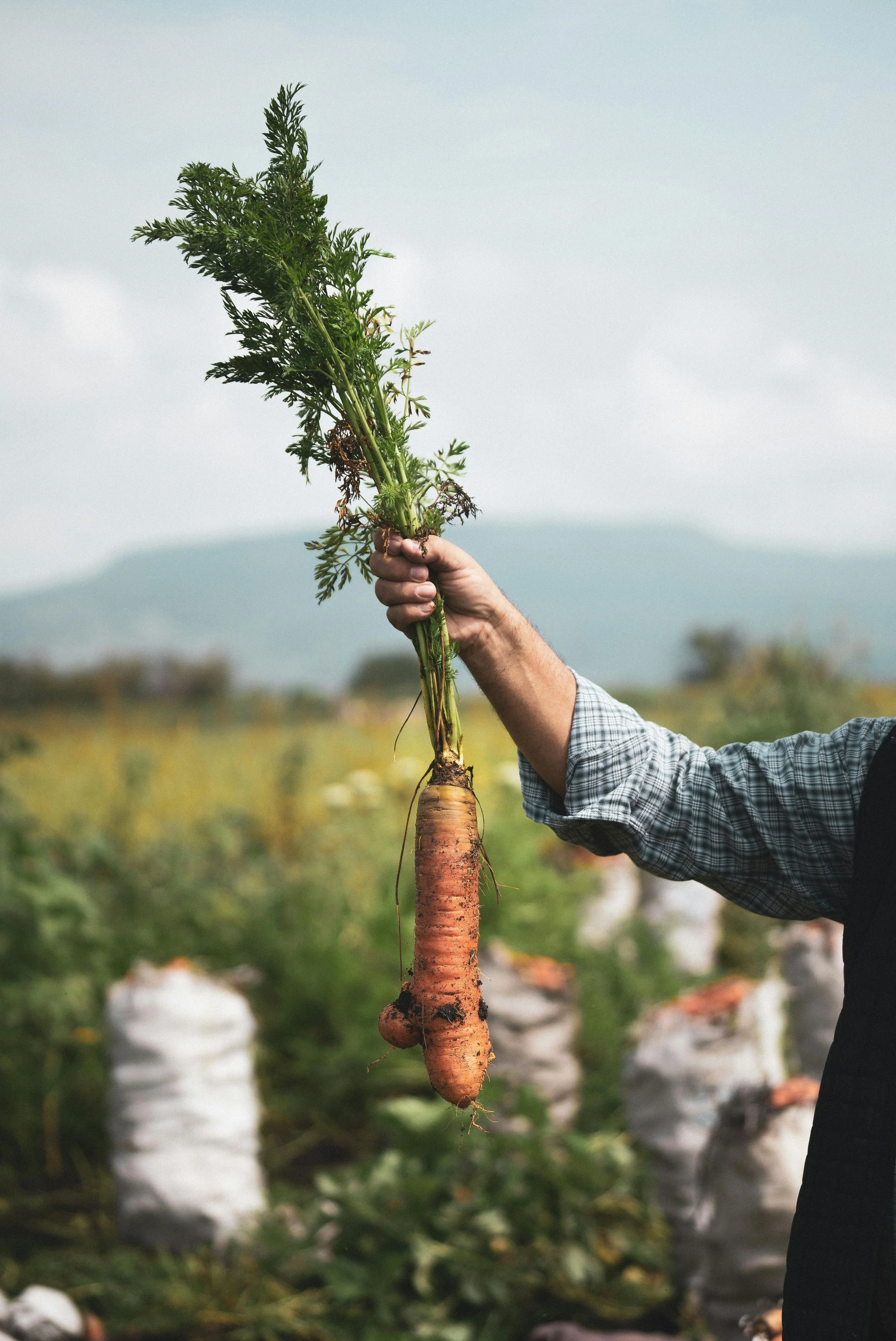 Assorted fresh vegetables including carrots with greens, green beans, cauliflower, broccoli, bok choy, cauliflower, and blackberries.