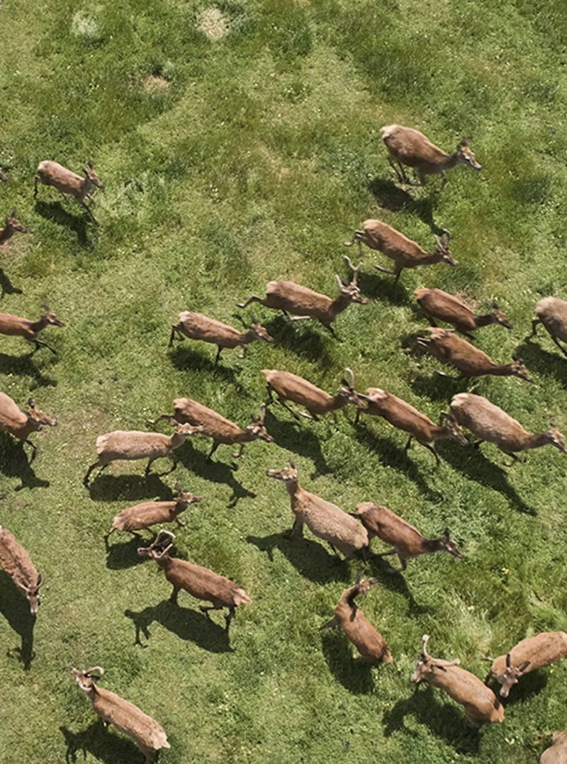 Aerial view of a herd of deer running on green grass field.