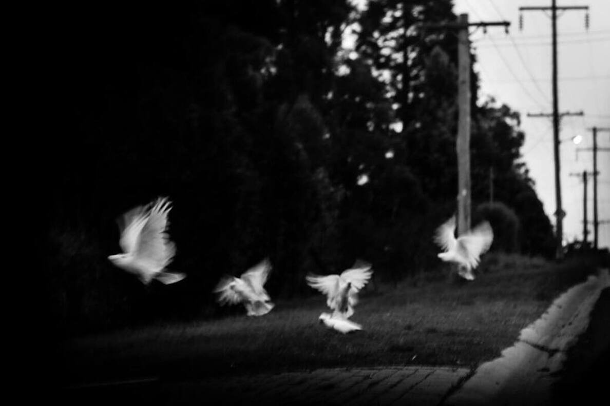 Black and white photo of several birds flying close to the ground along a sidewalk, with power lines and trees in the background.