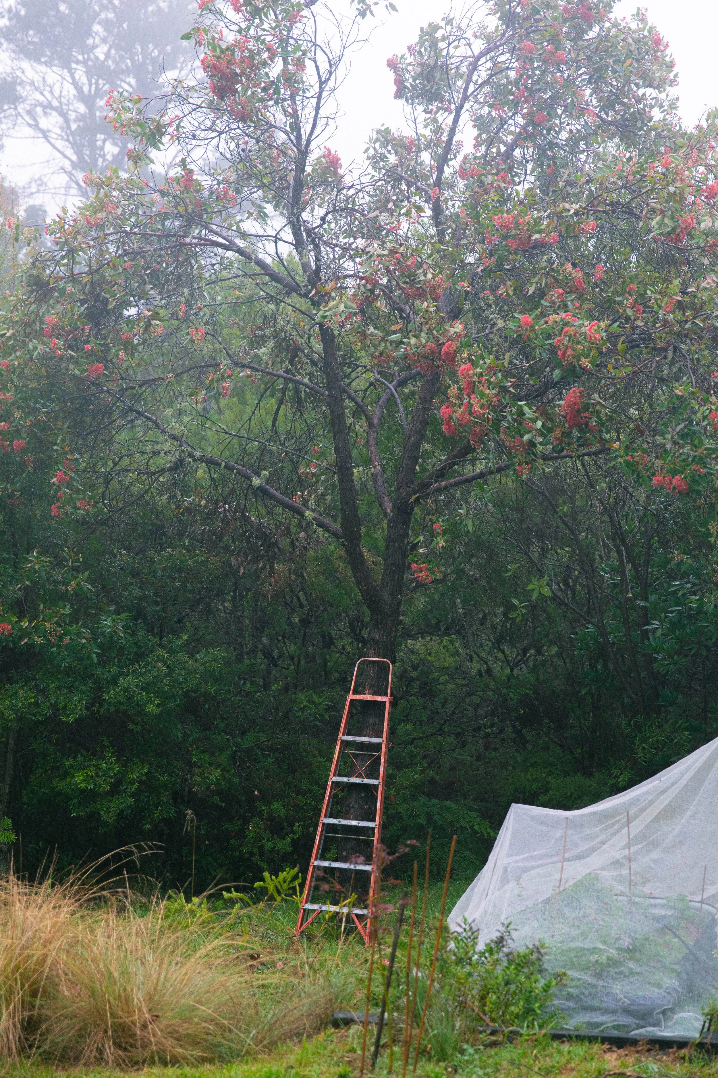 Alia-Grinvalds-Photography-Midsummer-Blue-Mountains-2026 (36).jpg