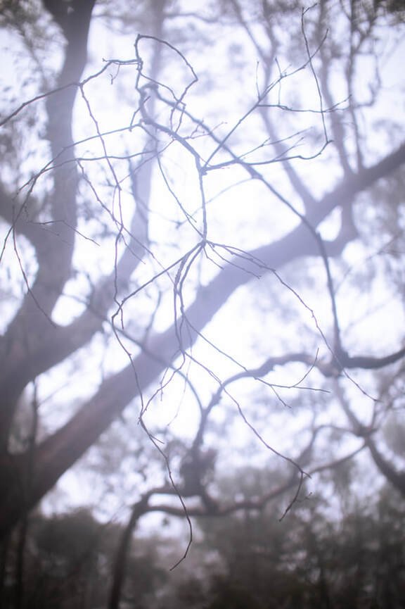 Bare tree branches against a cloudy sky.