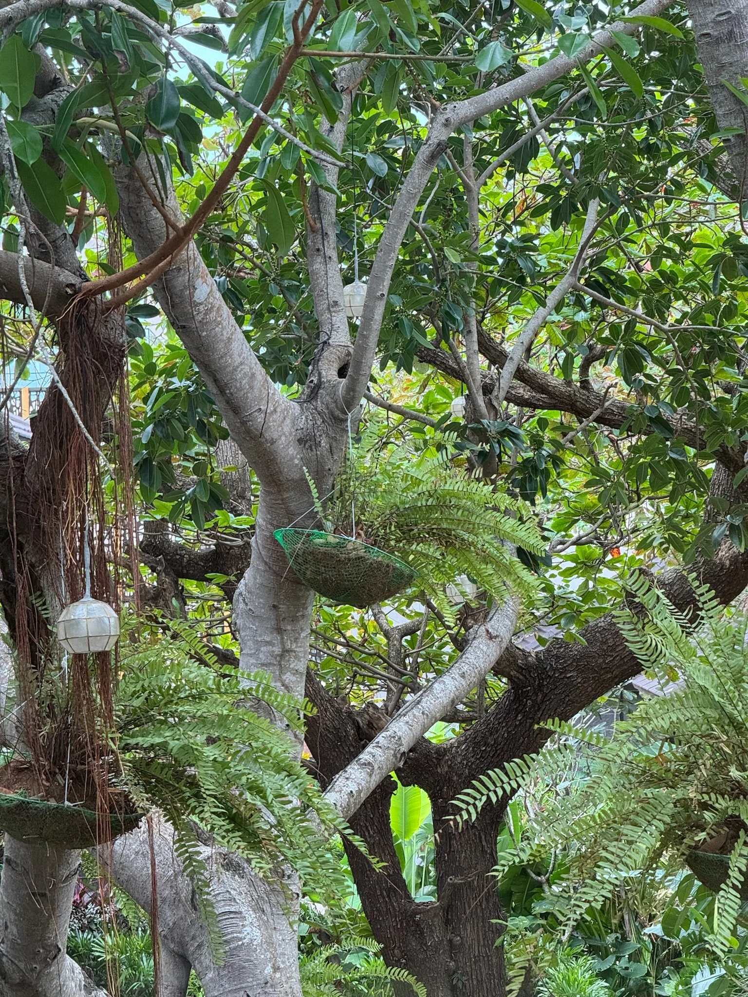 Tree with hanging lanterns and a climbing basket among lush green leaves and branches.