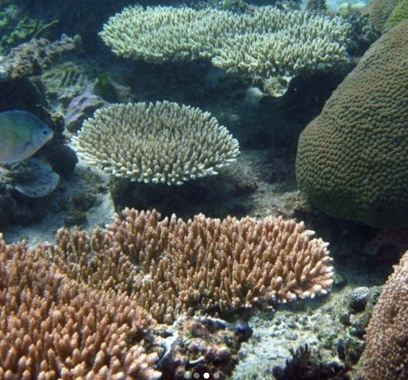 Underwater scene with various coral formations and a fish swimming among them.