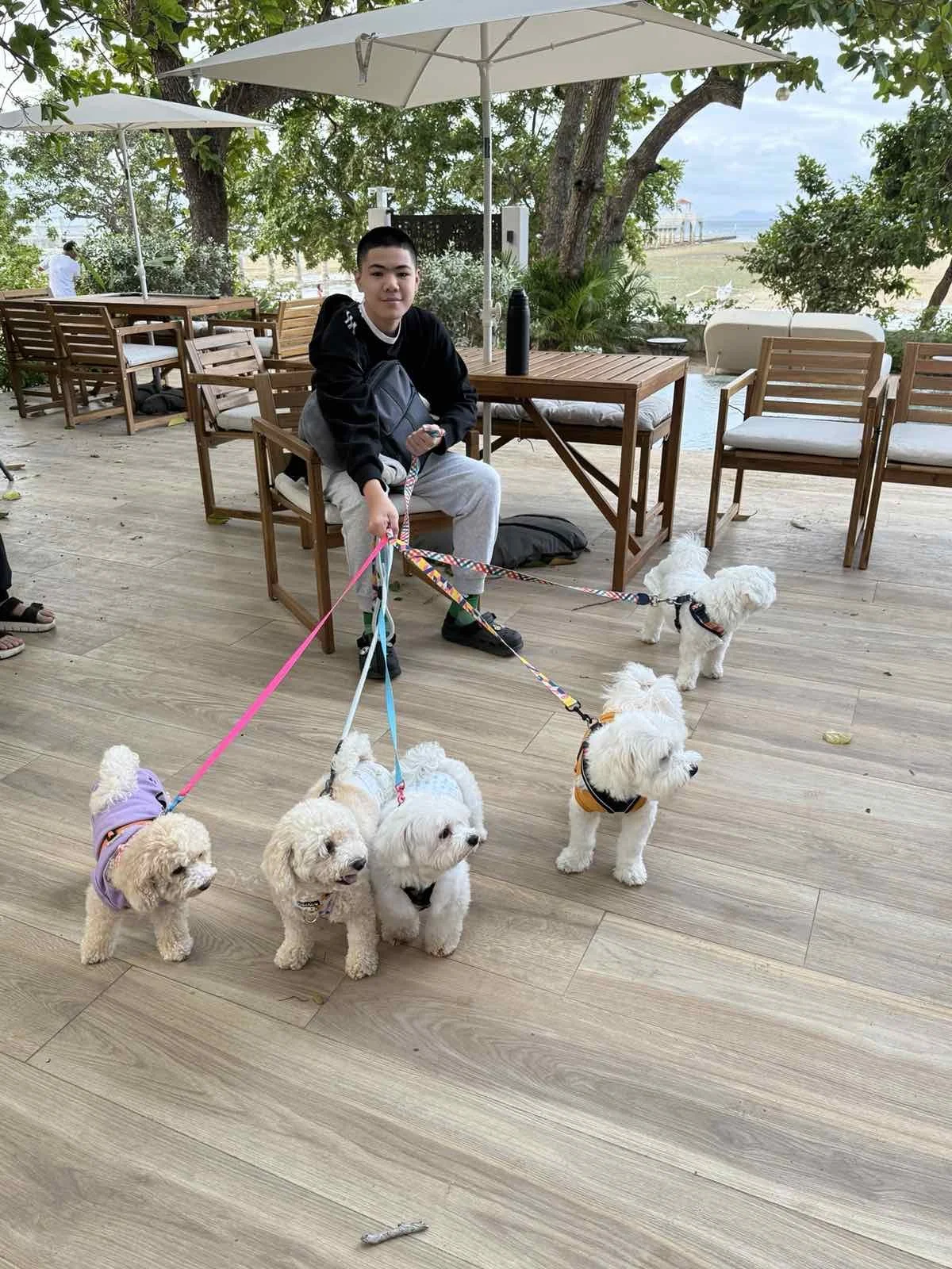 A young person sitting on a wooden chair at an outdoor patio, holding multiple leashes attached to five white fluffy dogs. The patio has wooden tables and chairs, with large umbrellas, and overlooks a beach with trees and a pier in the distance.