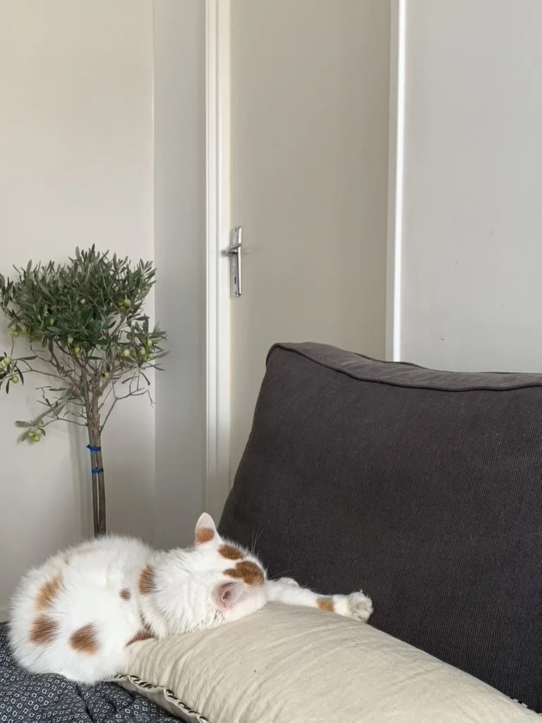 Chat blanc et orange couché sur un coussin à côté d'un canapé gris, à côté d'une plante verte en pot dans une pièce avec une porte blanche.