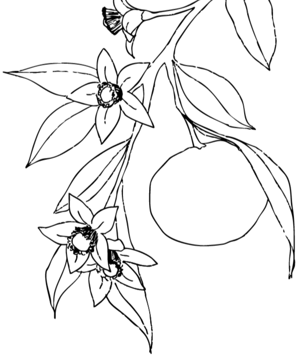 Une illustration représentant une branche d'arbre d'oranger Visible fleur et orange et feuilles