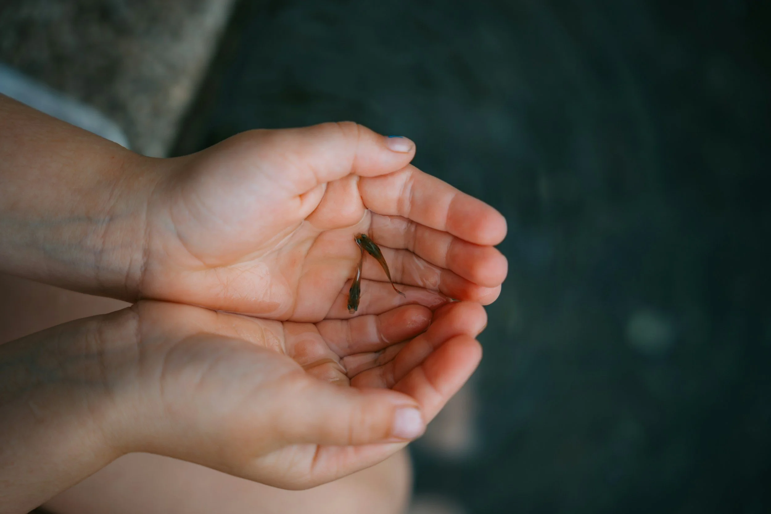 henkivakuutuksen määrän arviointi
