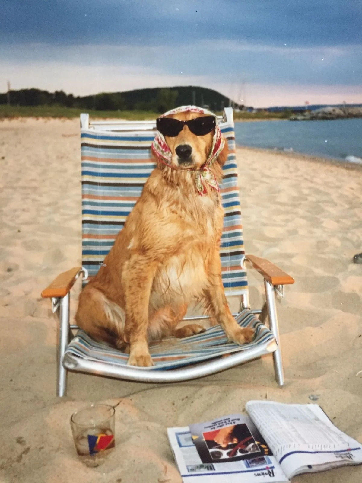Doggy Day at the Beach