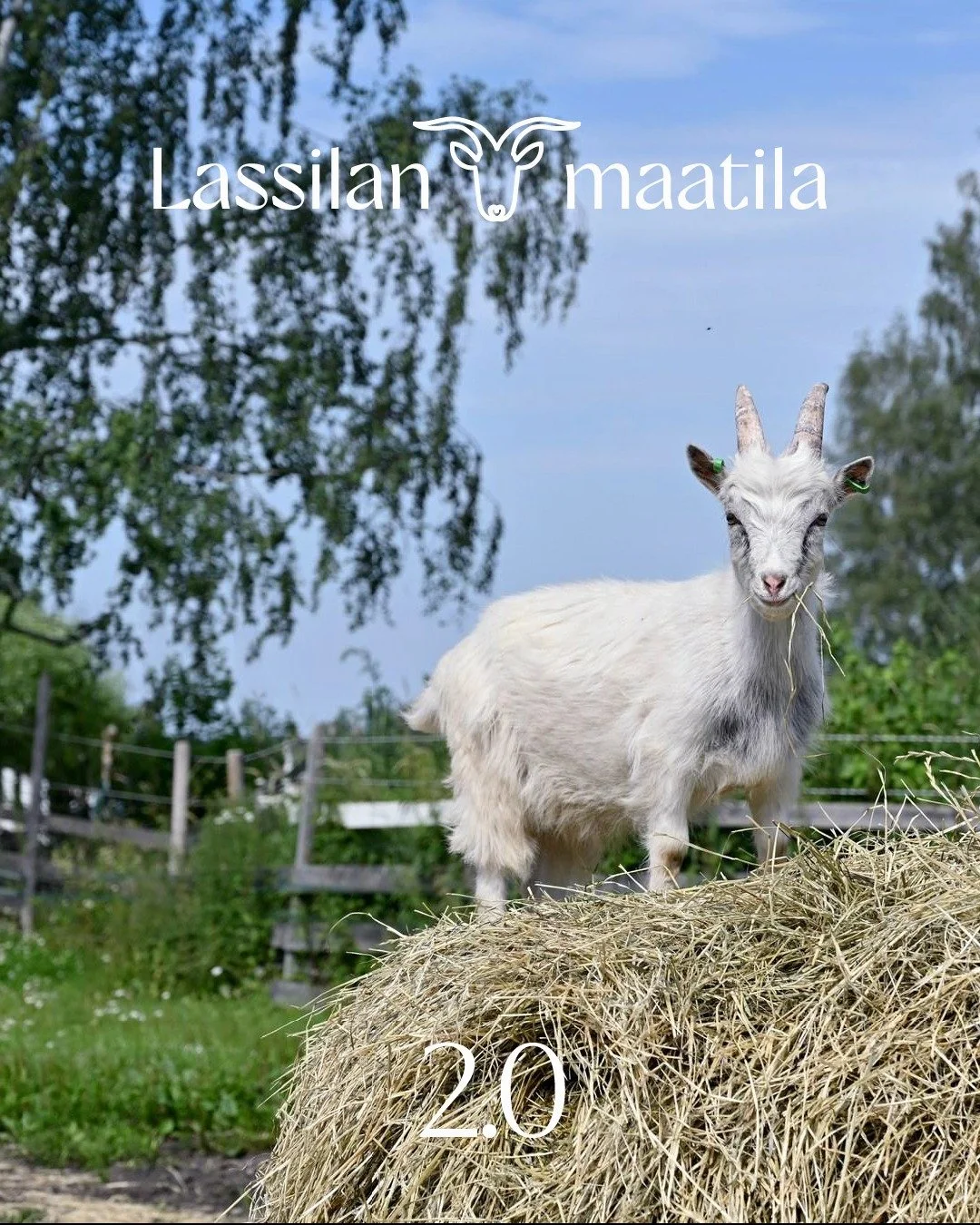 Uudet kotisivut on nyt julkaistu, tervetuloa kurkkaamaan www.lassilanmaatila.fi #pientilanel&auml;m&auml;&auml; #lassilanmaatila #vuohenmaito #vuohitila