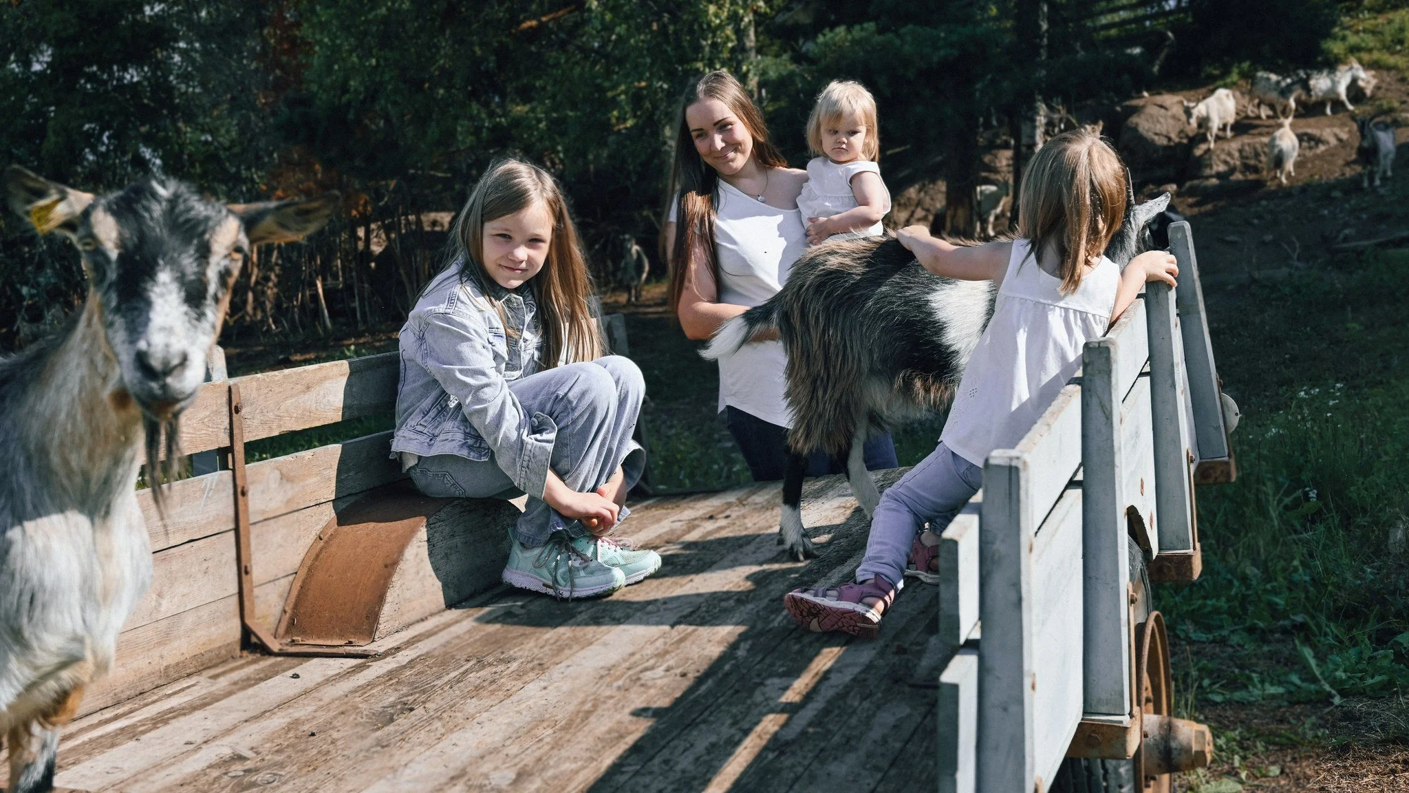 Ida ja tytöt poseeraamassa kärryllä vuohein kanssa