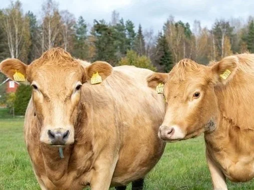 Kaksi ruskeaa lehmää laitumella