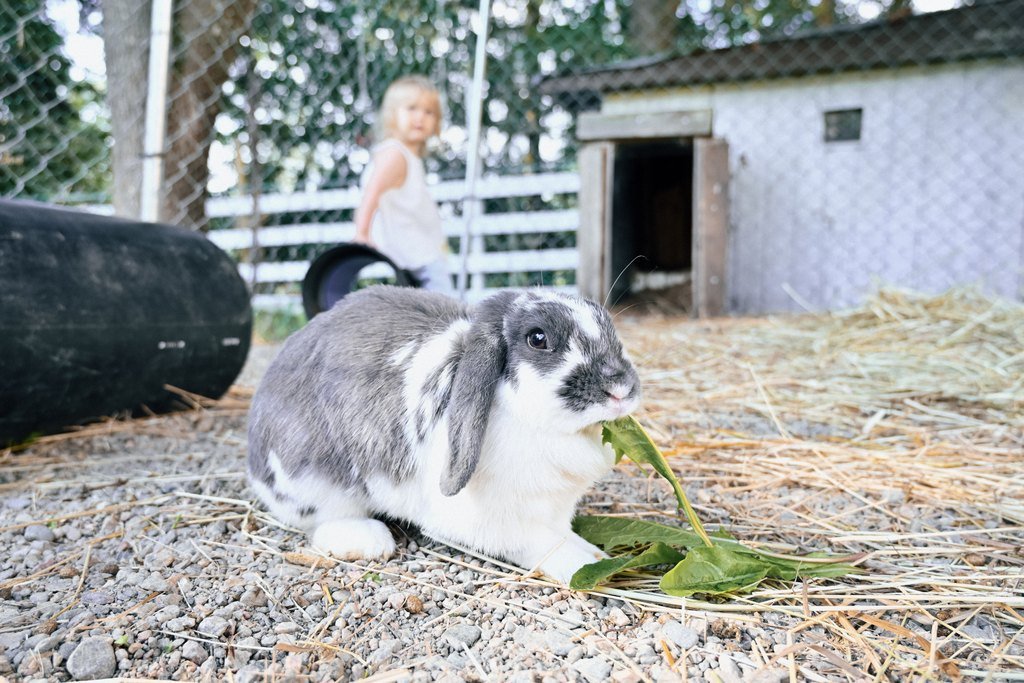 Pupu syömässä salaattia aitauksessaan