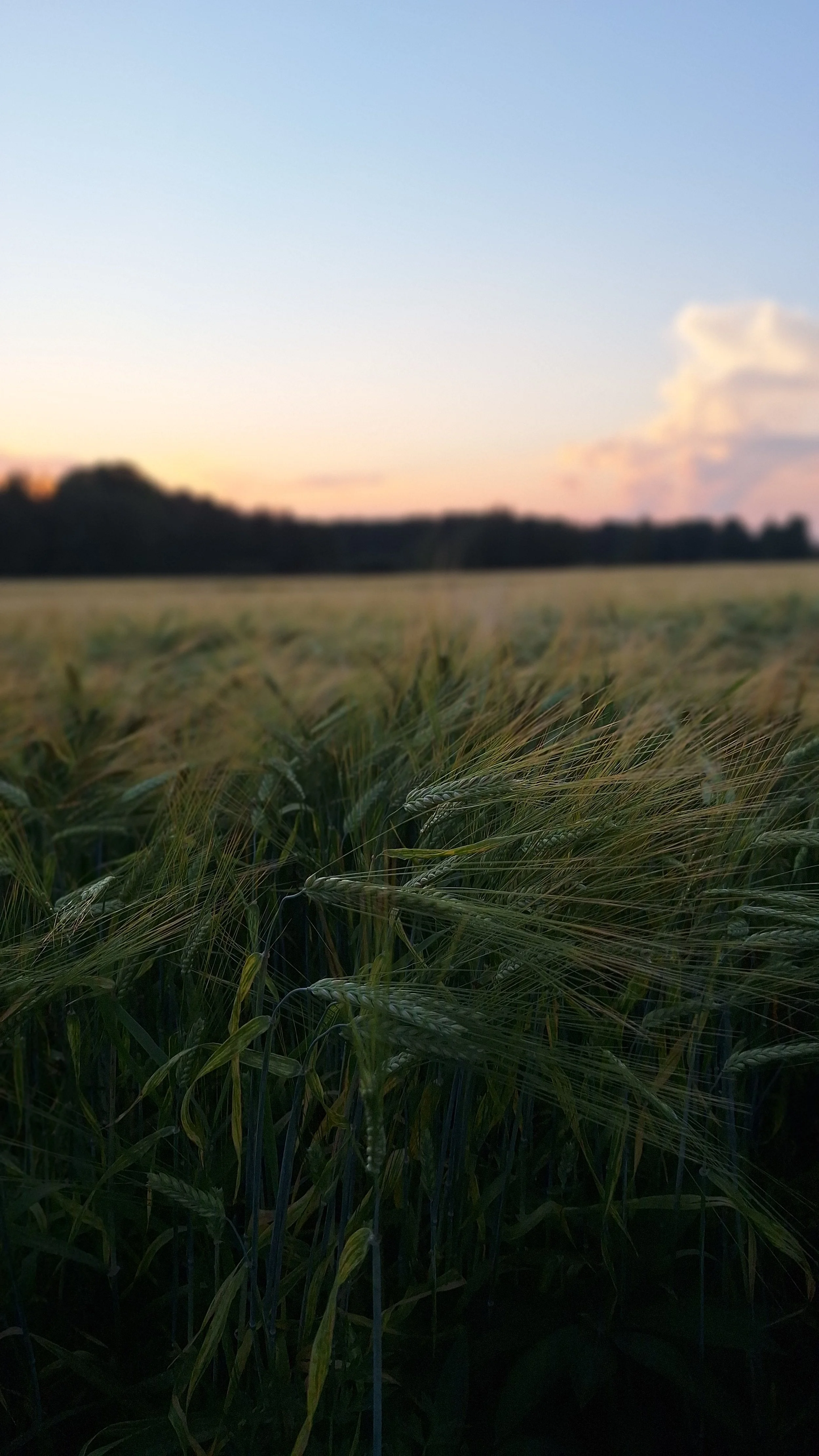 Ohrapelto ja auringonlasku